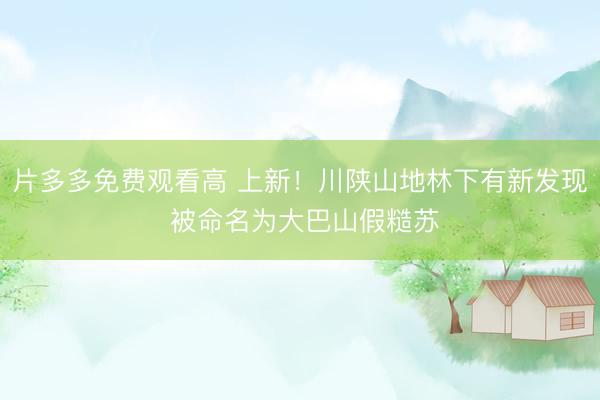 片多多免费观看高 上新！川陕山地林下有新发现 被命名为大巴山假糙苏