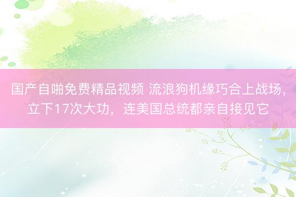 国产自啪免费精品视频 流浪狗机缘巧合上战场，立下17次大功，连美国总统都亲自接见它